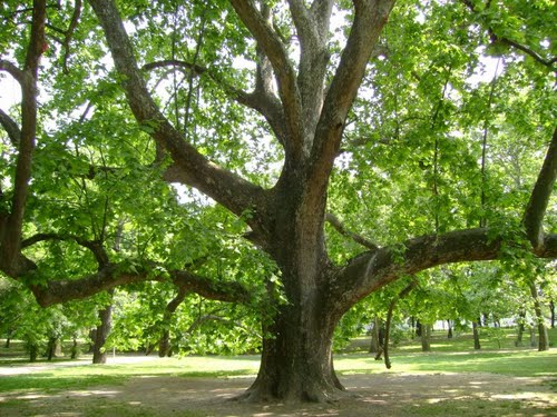 Rejtelmes sziget –  a Margitsziget legendái