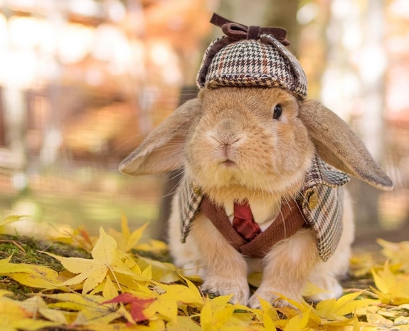 NYÚLFARKNYI NYOMOZÁSOK A NYULAK SZIGETÉN