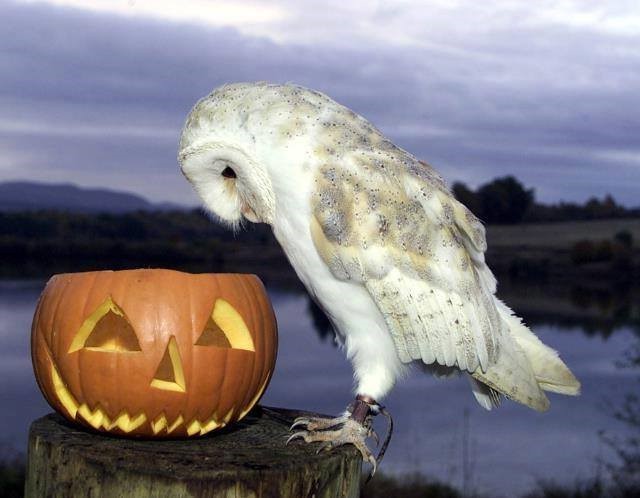 SZELLEMES IDŐUTAZÁS AZ ŐSZI SZÜNETBEN